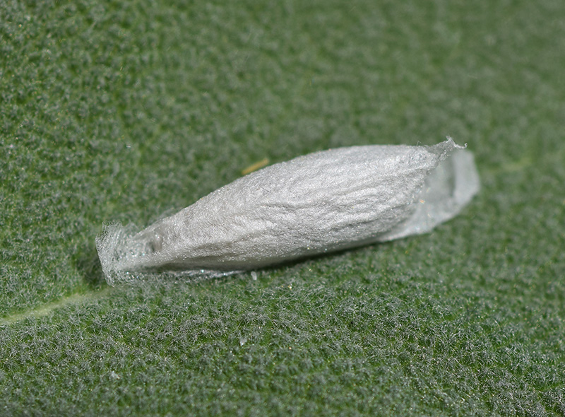 Bozzolo, pupa e adulto di Nycteola asiatica - Nolidae